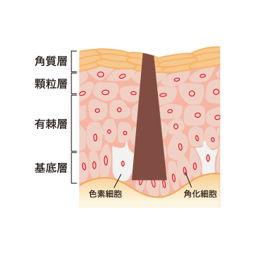 シミ排出メカニズム